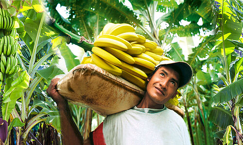 Ein Bauer erntet Bananen